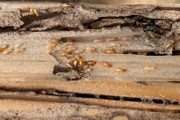 Best Commercial Pest Control Services  in Stockbridge, MI